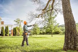 How Our Tree Care Process Works  in Washington Heights, NY